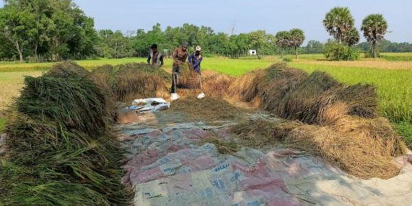 এক মণ ধানেও মিলছে না একজন কৃষি শ্রমিক